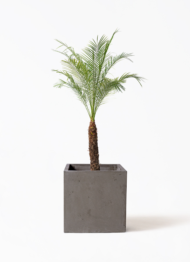 フェニックスロベレニー | 観葉植物の通販ならHitoHana（ひとはな）