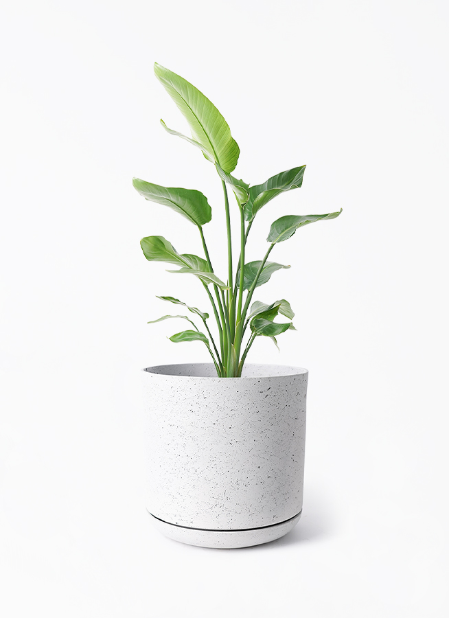 ライムユーポット28＆ソーサー 植木鉢 大型 おしゃれ プランター ファイバークレイ 室内用 ライムユーポット28＆ソーサー 植木鉢 大型 おしゃれ プランター