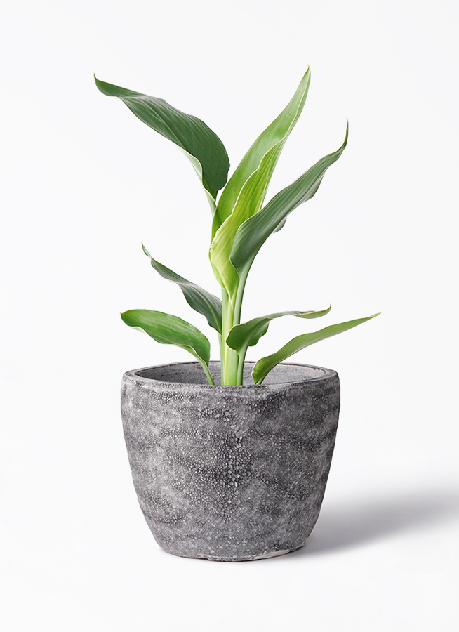 観葉植物 ストレリチア (ストレチア) レギネ 6号 エコストーンGray