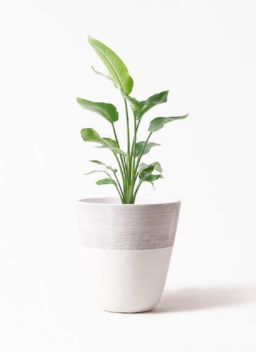 観葉植物 オーガスタ 8号 ジュピター 白 付き | 観葉植物ならHitoHana