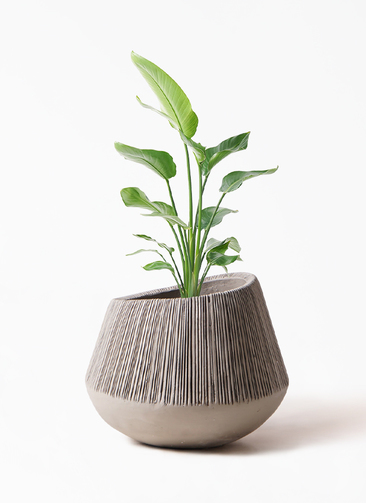 オーガスタ　バルゴ（鉢つき） オーガスタ 8号鉢 観葉植物と植木鉢の専門店cocolate（ココレート）