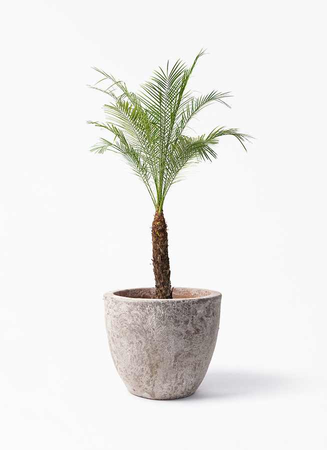 観葉植物 フェニックスロベレニー 8号 アビスネブラ ラウンド 付き 