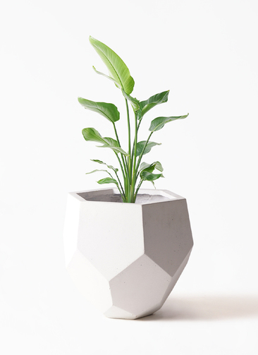 ②　ストレリチア　オーガスタ　8号３株植え　特大苗木最高等級極上品‼️ ⑧ ストレリチア オーガスタ 8号 3株植え 特大苗木最高等級極上