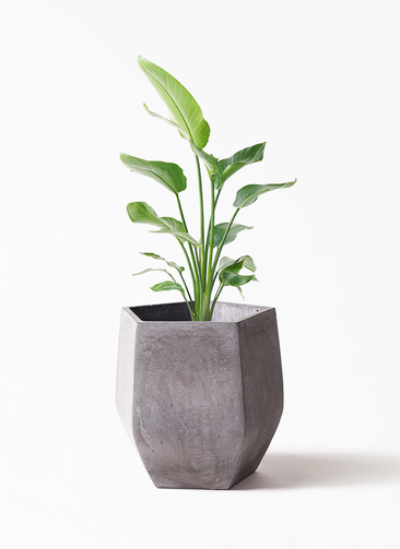 観葉植物 オーガスタ 8号 ファイバークレイ Gray 付き | 観葉植物なら