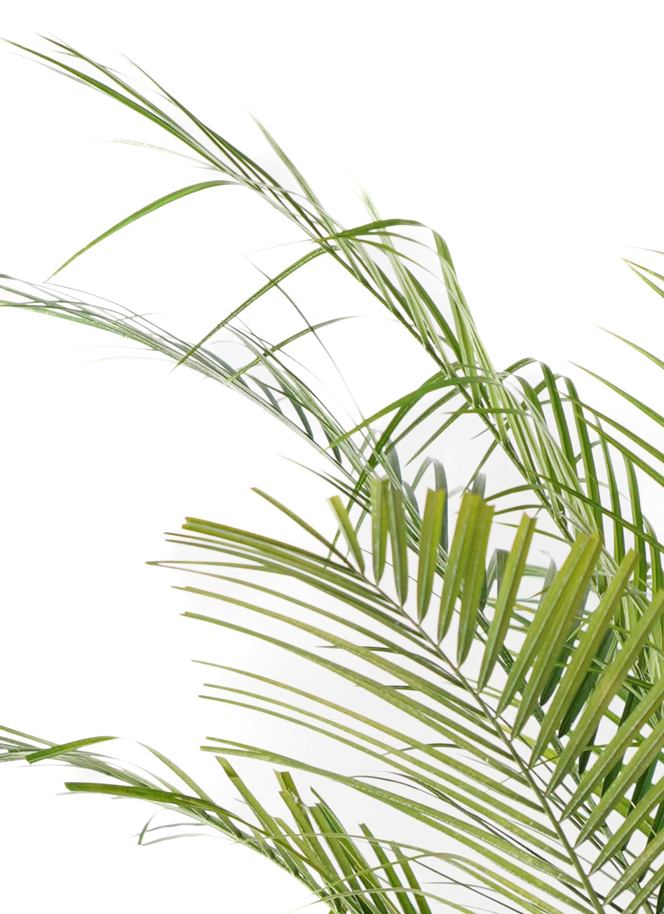 タ*ロ様 フェニックス・ロベレニー 1本立ち 葉先80cm 希少株 観葉植物 フェニックスロベレニー 8号 ベータ キューブ