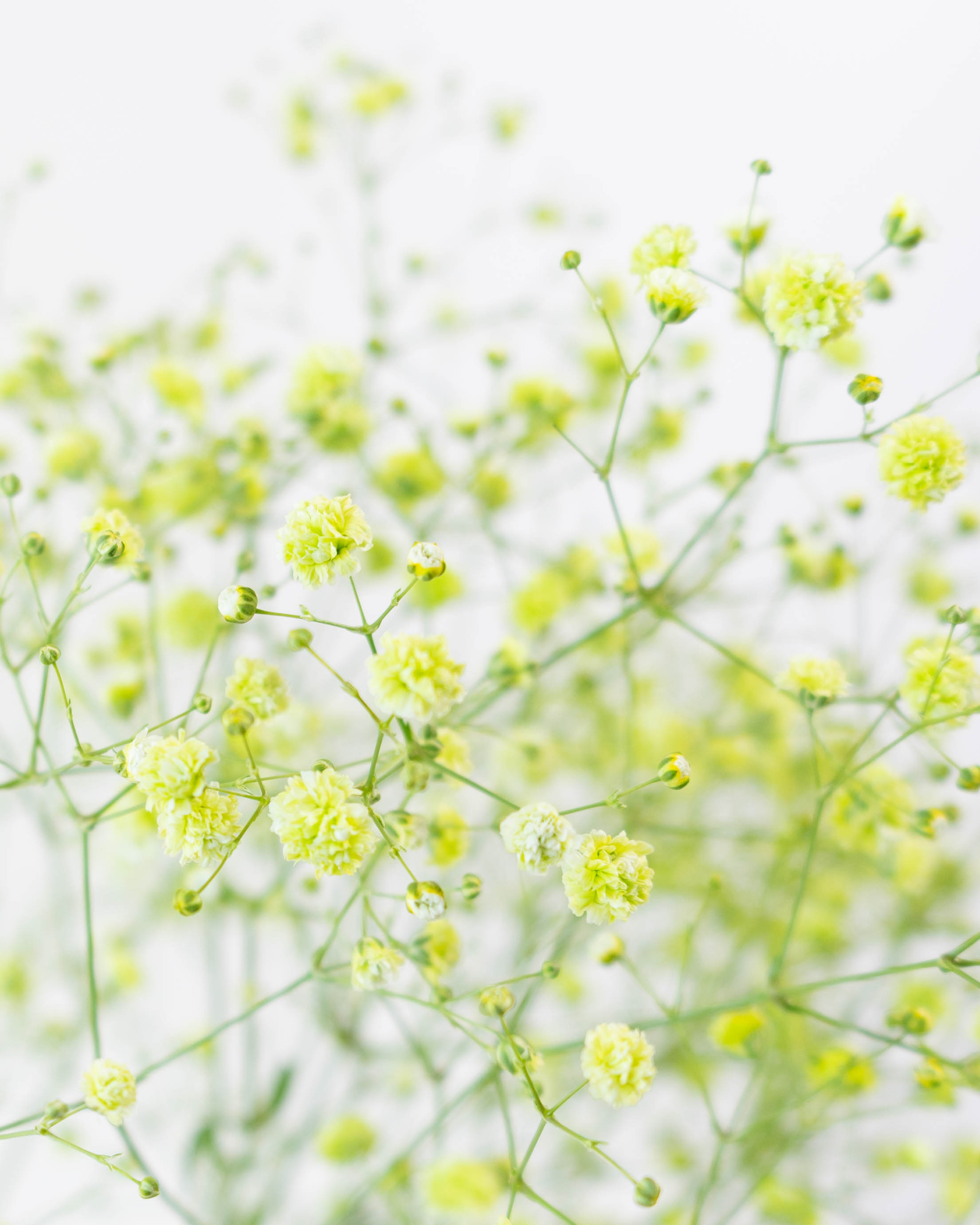 いつも花を切らしたくない玄関周りに役立つ栄養系の一年草