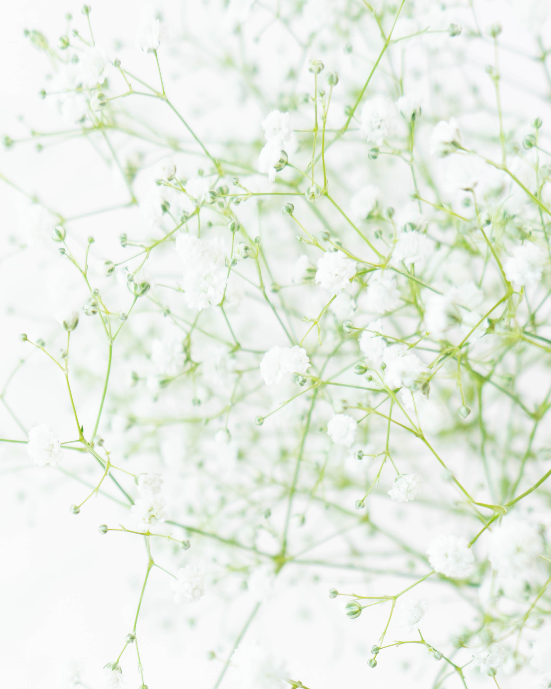かすみ草★ ds-hinataba-gypsophila-bundle