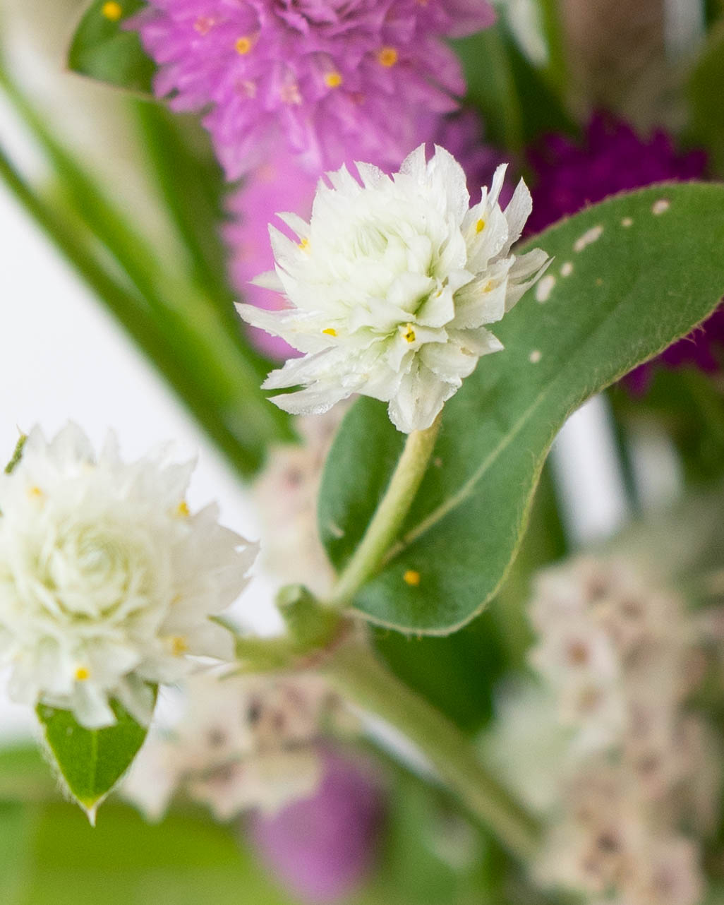 産地直送 秋の草花ミックス 千日紅 ケイトウ 花束 ／長野 おかめ農園