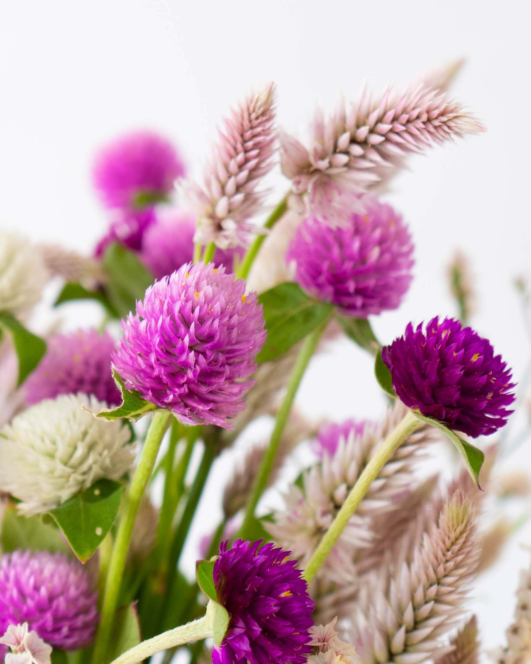 色鮮やかなプロモサムとケイトウのクリスマス&お正月しめ縄 2wayしめ縄・ハイブリットしめ縄／お正月・水引き・玄関飾り・はす