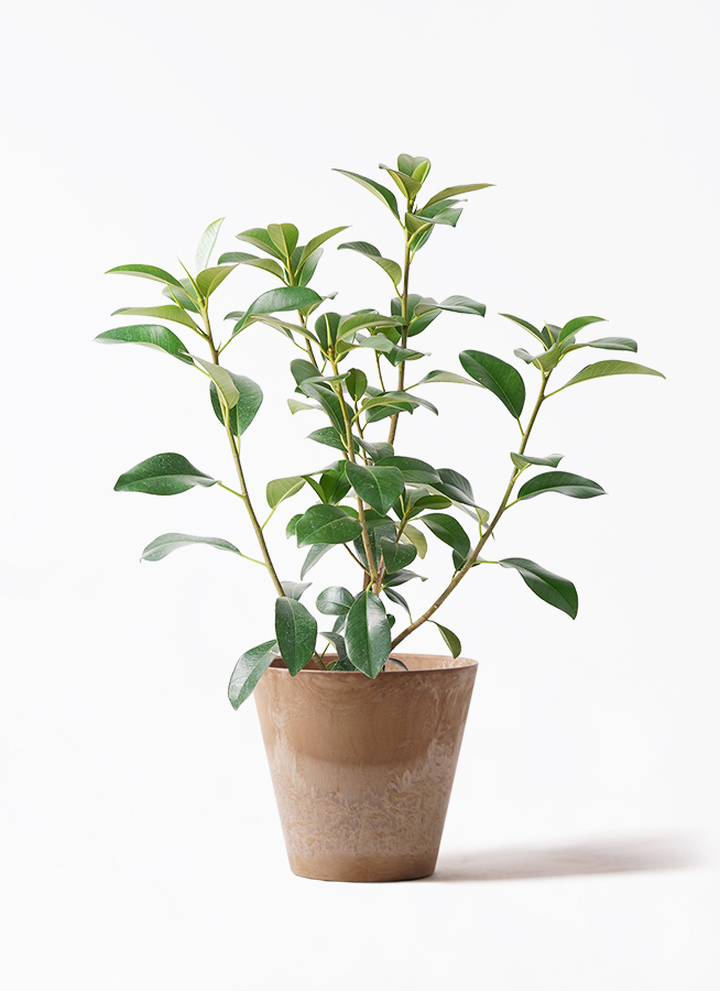 観葉植物 フランスゴムの木 7号 ノーマル プラスチック鉢 | 観葉植物