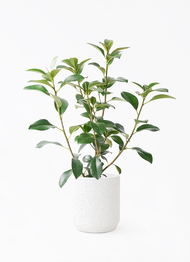観葉植物 フランスゴムの木 7号 ノーマル プラスチック鉢 | 観葉植物