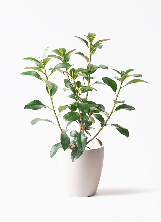 観葉植物ゴムの木 観葉植物 フランスゴムの木 7号 ノーマル プラスチック鉢 | 観葉