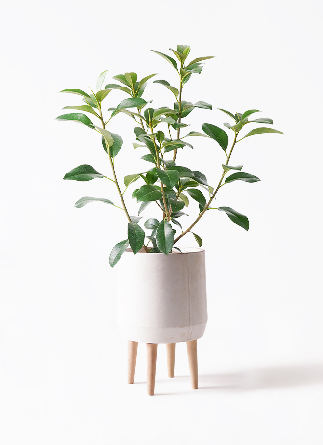 観葉植物 フランスゴムの木 7号 ノーマル プラスチック鉢 | 観葉植物