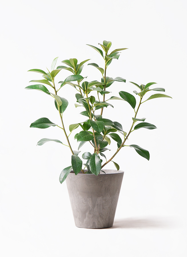 観葉植物ゴムの木 フランスゴムの木 L | 観葉植物の通販 AND PLANTS (アンドプランツ)