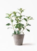 観葉植物 フランスゴムの木 7号 ノーマル プラスチック鉢 | 観葉