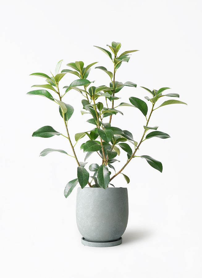 観葉植物 フランスゴムの木 7号 ノーマル アイルエッグ グレー 付き