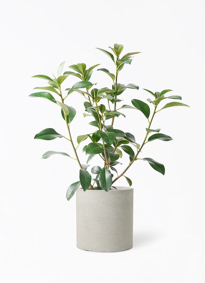 観葉植物 フランスゴムの木 7号 ノーマル プラスチック鉢 | 観葉植物