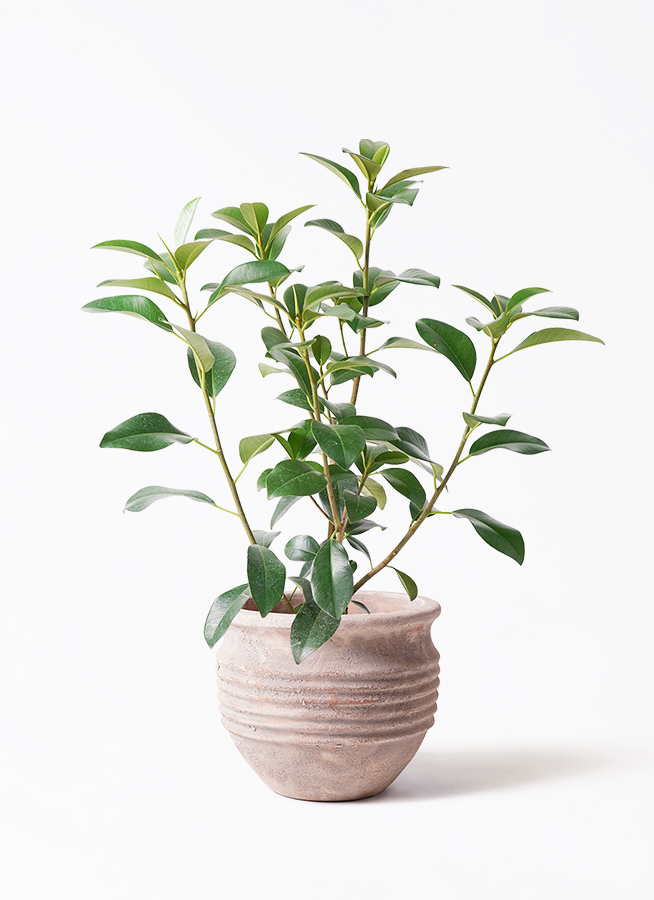 観葉植物 フランスゴムの木 7号 ノーマル プラスチック鉢 | 観葉植物