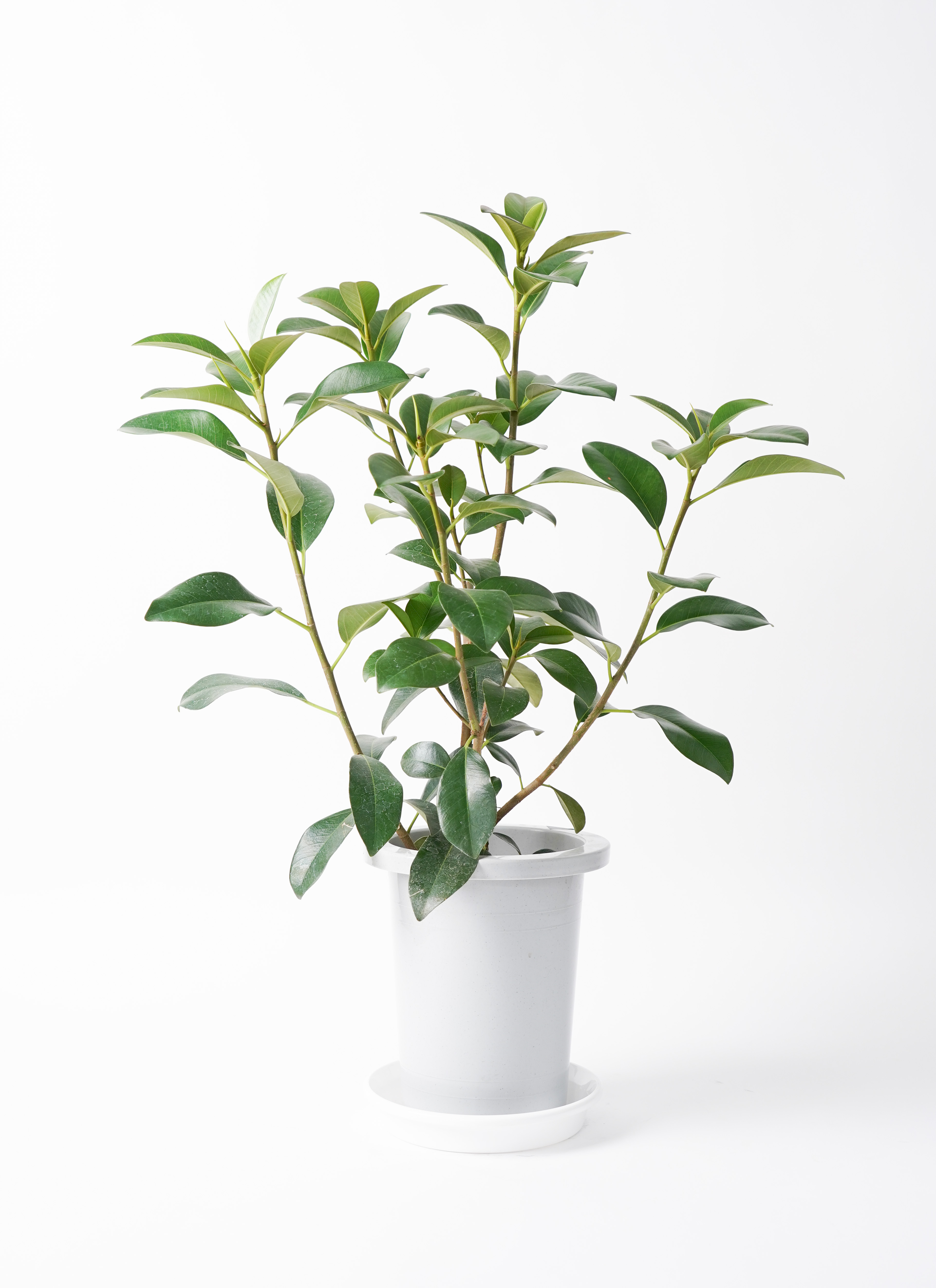 観葉植物 フランスゴムの木 7号 ノーマル プラスチック鉢 | 観葉