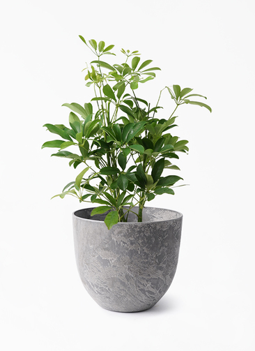5 美品★ シェフレラ　5.5号鉢★ 根上り　高さ90センチくらい kapok-948_1.jpg?1728263229