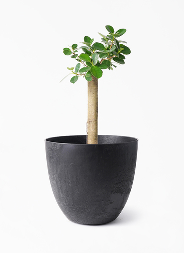 観葉植物 ガジュマル 6号 パンダ 朴仕立て アートストーン ボーラ