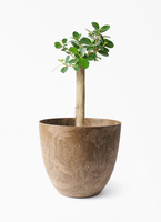 観葉植物 ガジュマル 6号 パンダ 朴仕立て プラスチック鉢 | 観葉植物