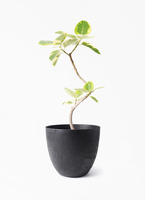 ficus-altissima-1408_1.jpg?