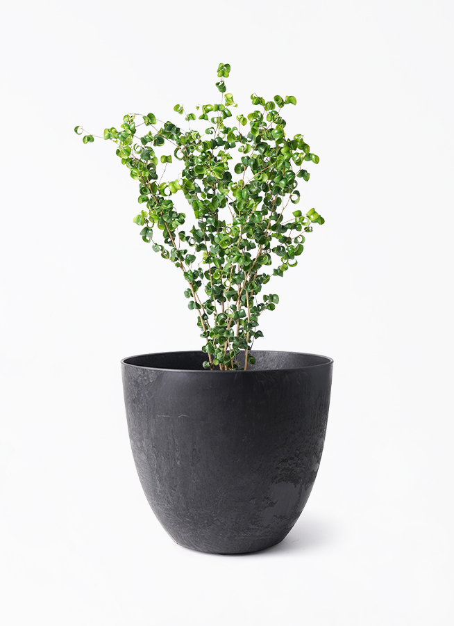 観葉植物 フィカス ベンジャミン 6号 バロック アートストーン ボーラ