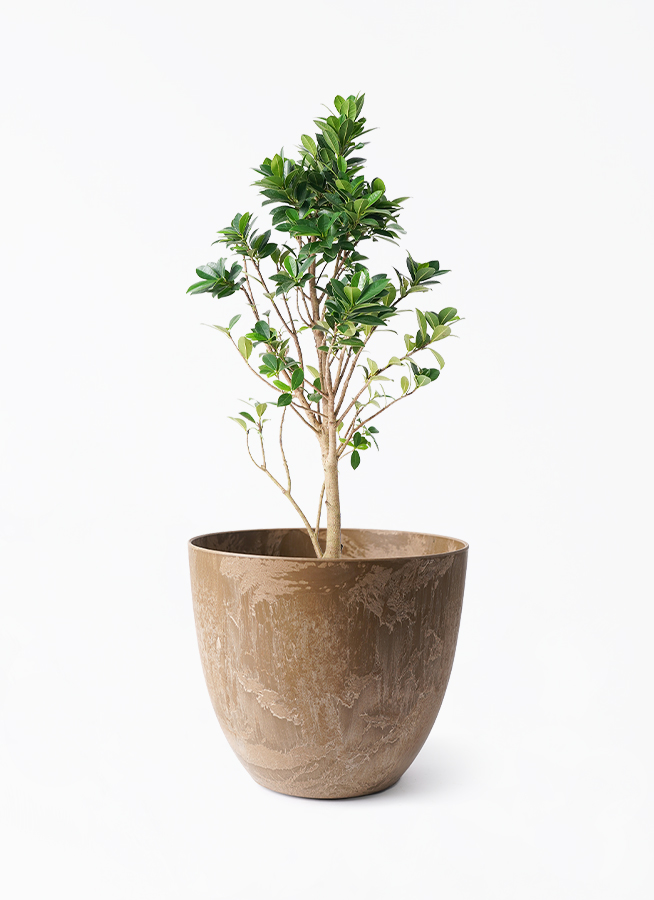 観葉植物 ガジュマル 6号 ベビーリーフ アートストーン ボーラカバー