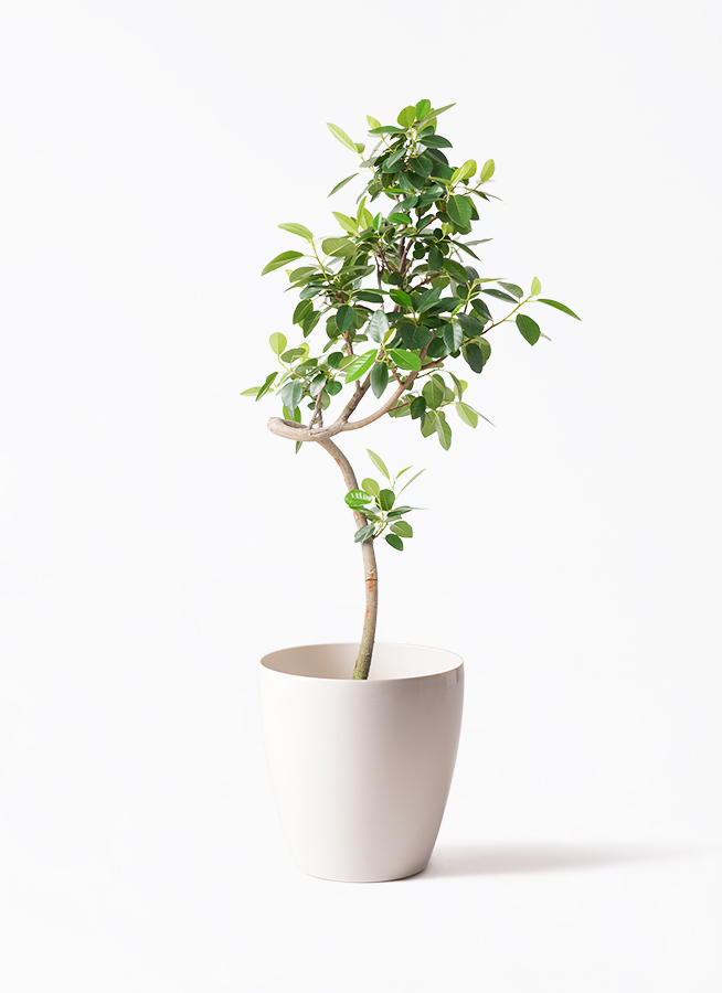 観葉植物 フランスゴムの木 7号 曲り コーディル シリンダー グレー