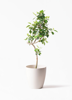 観葉植物 フランスゴムの木 7号 曲り アートストーン ラウンド