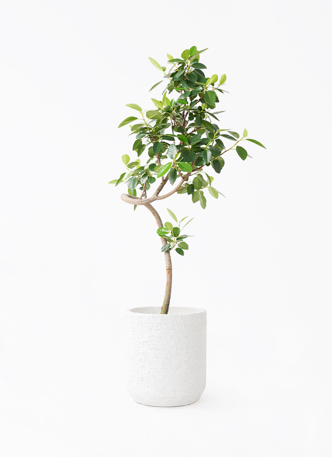 観葉植物 フランスゴムの木 7号 曲り ラスターポット 付き | 観葉植物