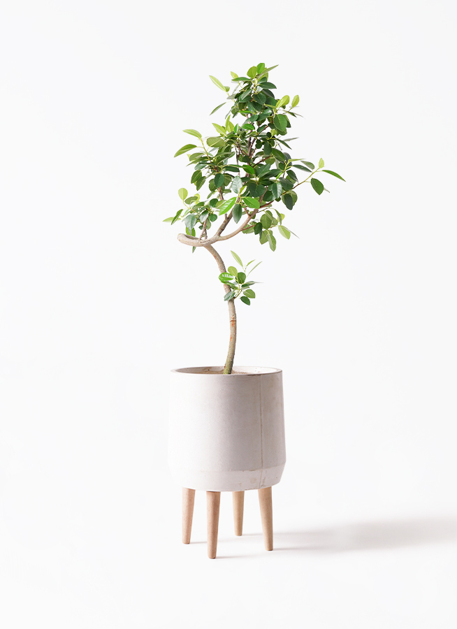 観葉植物 フランスゴムの木 7号 曲り 付き | 観葉植物ならHitoHana