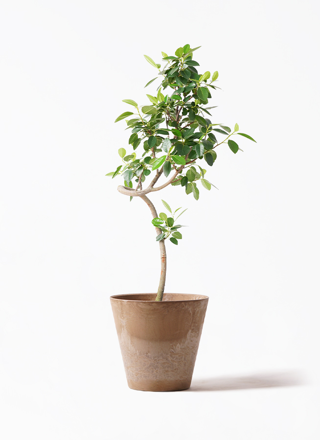 観葉植物 フランスゴムの木 7号 曲り ラスターポット 付き | 観葉植物