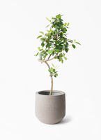 観葉植物 フランスゴムの木 7号 曲り アイルエッグ グレー 付き | 観葉