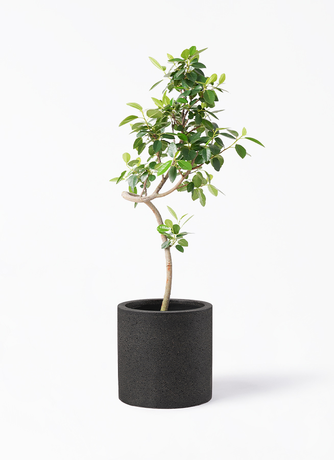 観葉植物 フランスゴムの木 7号 曲り アイルエッグ ライトブルー 付き