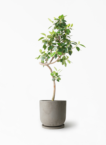 観葉植物 フランスゴムの木 7号 曲り 付き | 観葉植物ならHitoHana