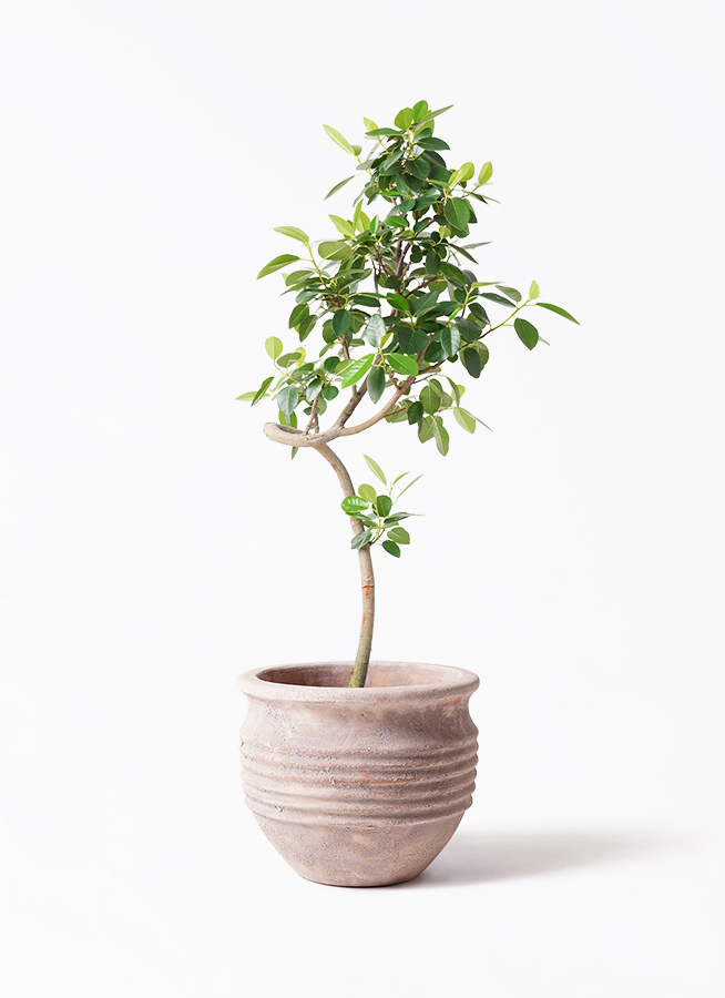 観葉植物 フランスゴムの木 7号 曲り アイルエッグ グレー 付き | 観葉