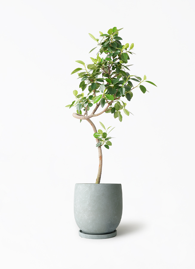 観葉植物 フランスゴムの木 7号 曲り アイルエッグ ライトブルー 付き