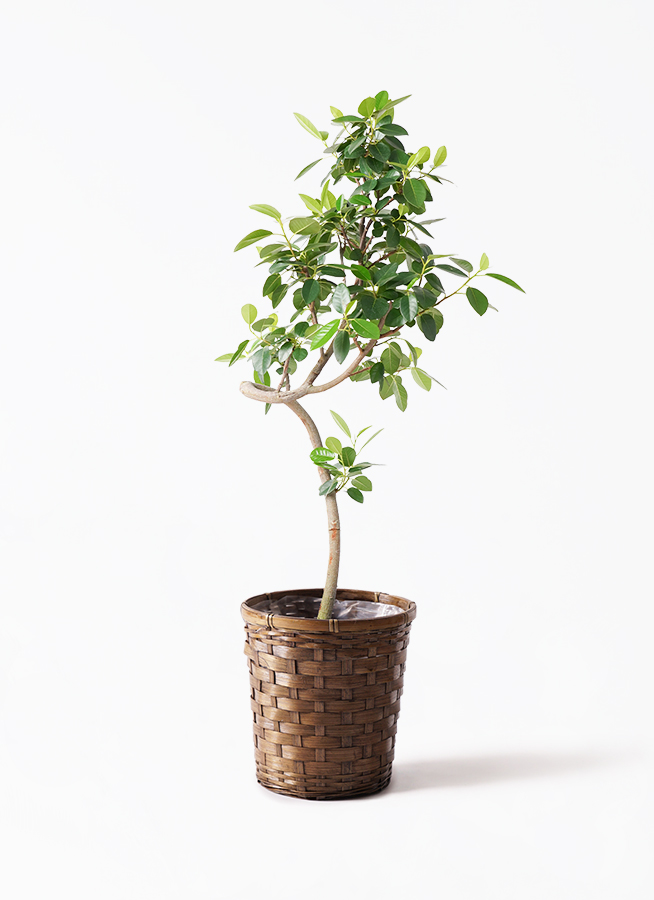 観葉植物 フランスゴムの木 7号 曲り ラスターポット 付き | 観葉植物
