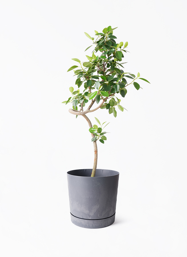 【フランスゴムの木】1m超 約7号 鉢ごと発送 送料込み 匿名配送 観葉植物 フランスゴムの木 7号 曲り プロスパー トゥーボ マレンゴ