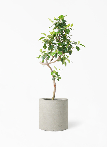観葉植物 フランスゴムの木 7号 曲り コーディル シリンダー グレー