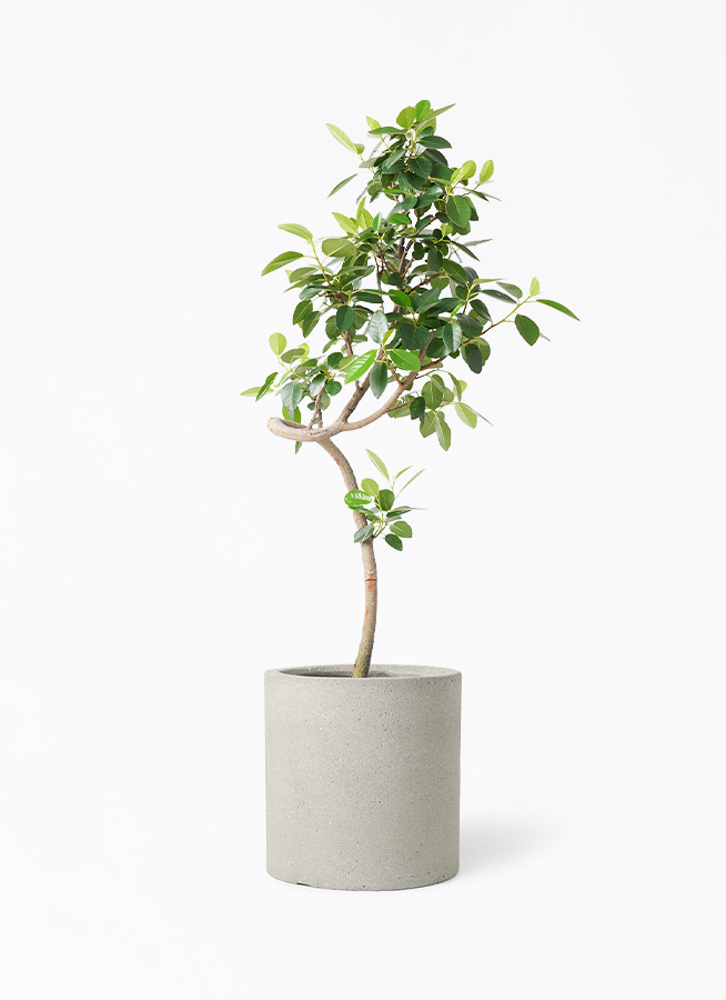 観葉植物 フランスゴムの木 7号 曲り アートストーン ラウンド