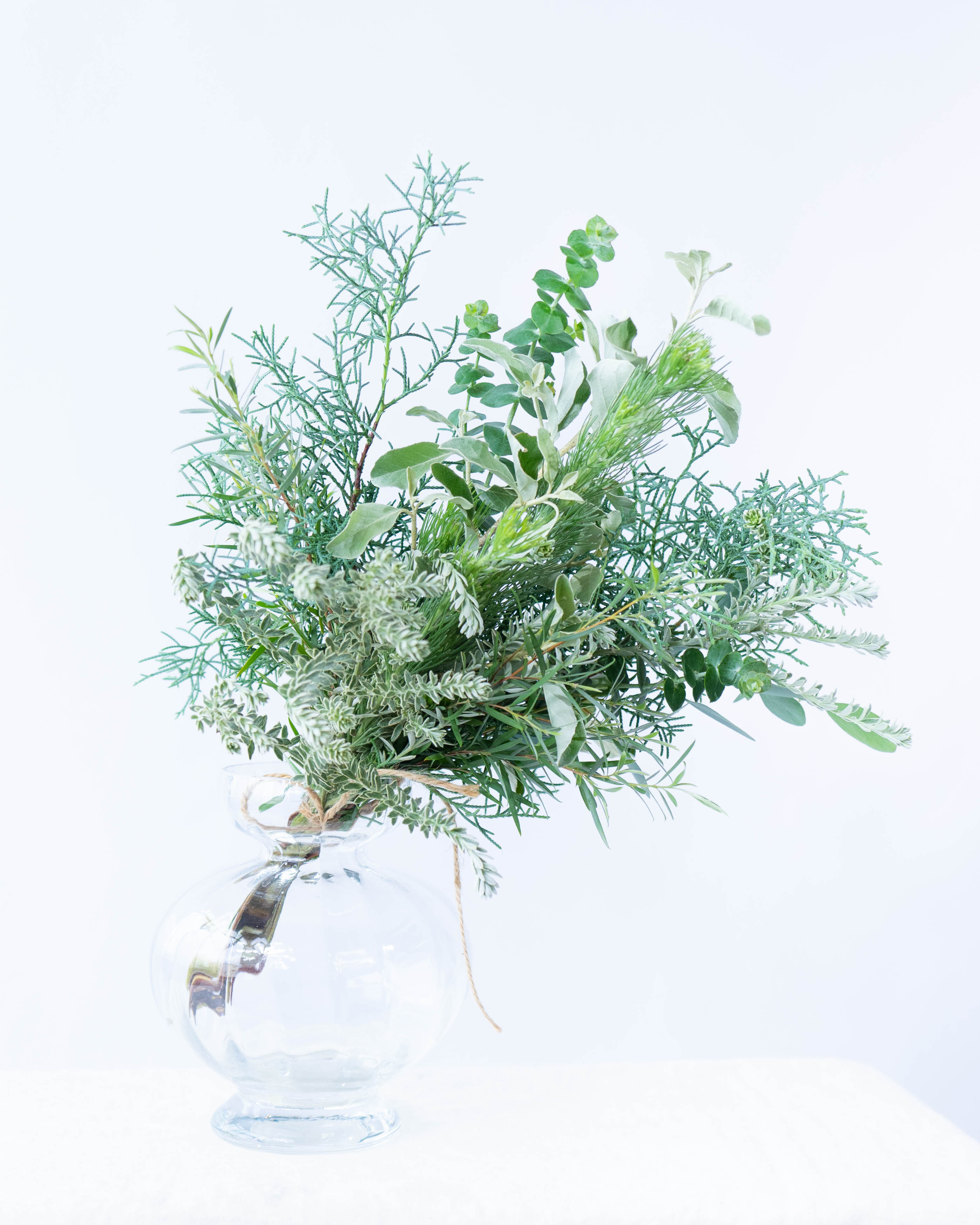 シルバーりーふ 冬の寄せ植えにピッタリ！シルバーリーフいろいろ | 東京練馬の