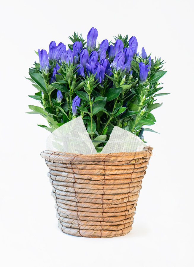 鉢花 BlueMN 青色（ブルー）の鉢植えのお花 | 鉢植えのお花ならHitoHana（ひとはな）