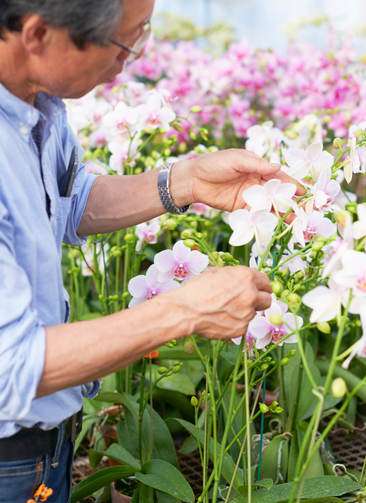 胡蝶蘭大輪 生産者さんのお任せ 3本立ち 21輪前後 胡蝶蘭ならhitohana ひとはな
