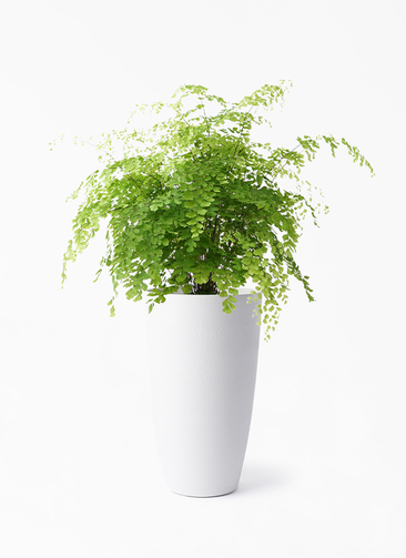 観葉植物 アジアンタム 5号 フォレスト トール ホワイト 付き | 観葉