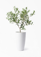 olive-1397_1.jpg?1730250564