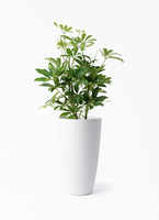 kapok-960_1.jpg?1730250582