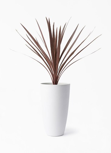 cordyline-redstar-193_1.jpg?